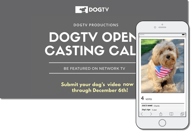 Example of user-generated content campaign by dogtv for world animal day